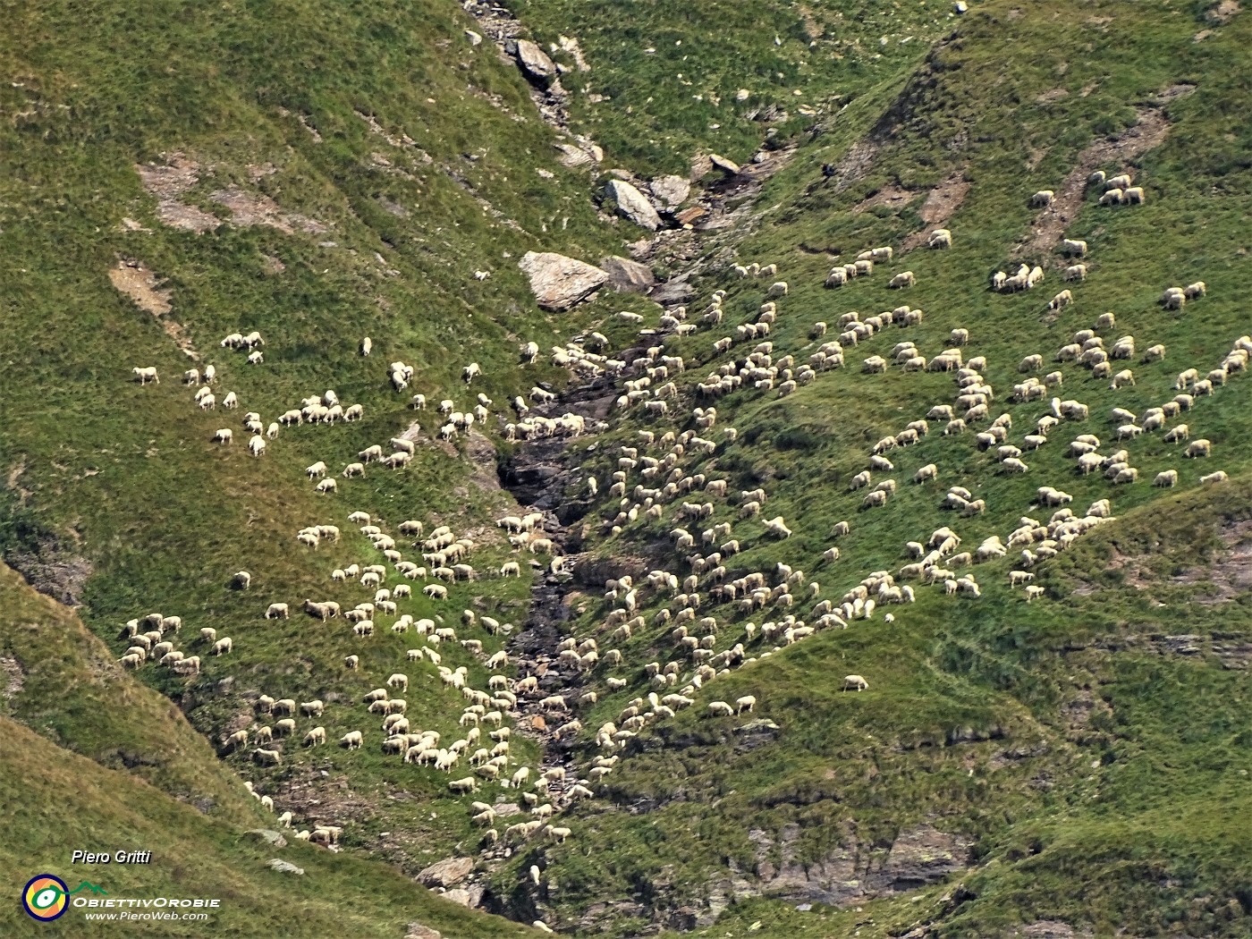 37 Maxi zoom su un bel gregge disposto come a forma di cuore bianco sui pascoli del Pizzo Farno .JPG